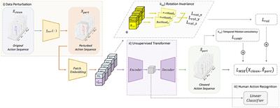 SKELTER: unsupervised skeleton action denoising and recognition using transformers